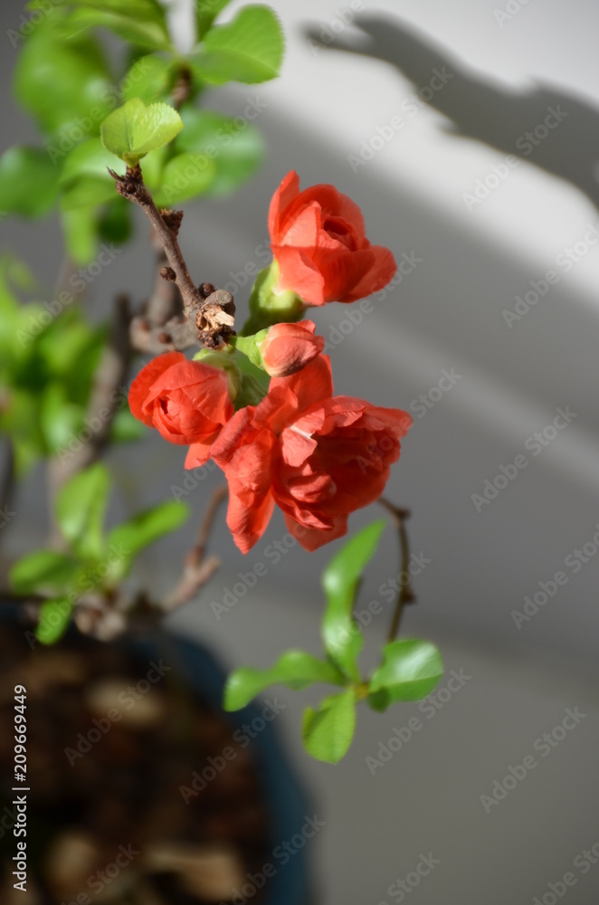 Fototapeta premium Chaenomeles japonica Maule's quince bonsai japan flower red