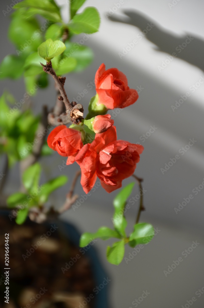 Fototapeta premium Chaenomeles japonica Maule's quince bonsai japan flower red