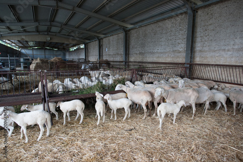 flock of sheep and lambs on the farm