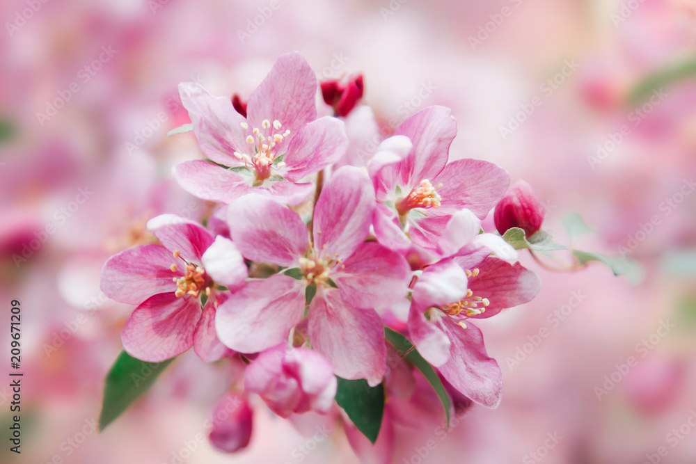 Beautiful tender pink flowers blossom on tree. Nature floral pastel  background