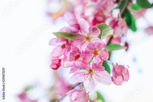Pink flowers blossom on tree. Nature beautiful floral pastel background with copy space