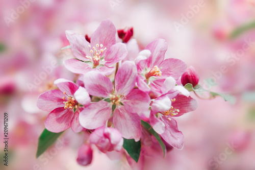 Beautiful tender pink flowers blossom on tree. Nature floral pastel background