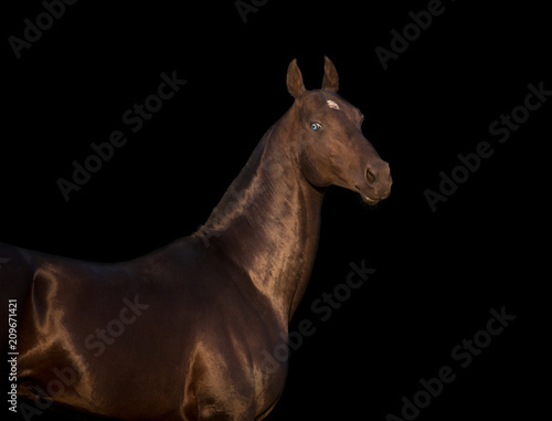 Portrait of black Akhalteke horse with blue eyes isolated on black background © ashva