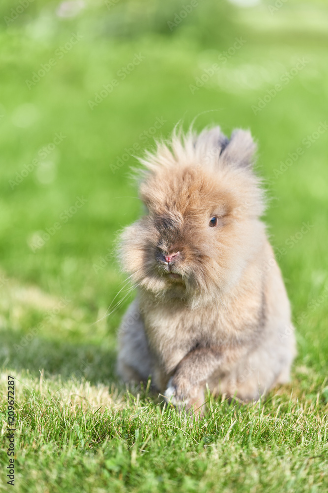 Fototapeta premium Little rabbit on green grass 