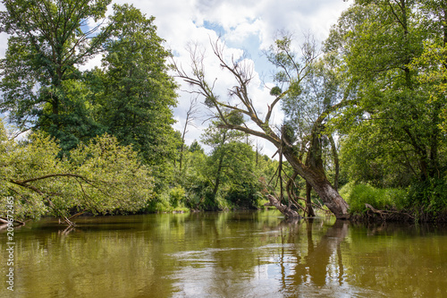 Wild river Drweca, polish landscapes, trees and green, dense brush growing by the river. Poland.Main transportation way of the Teutonic Knights in the Middle Ages. photo