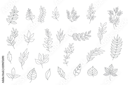 Collection of leaves isolated on white background. Vector illustration