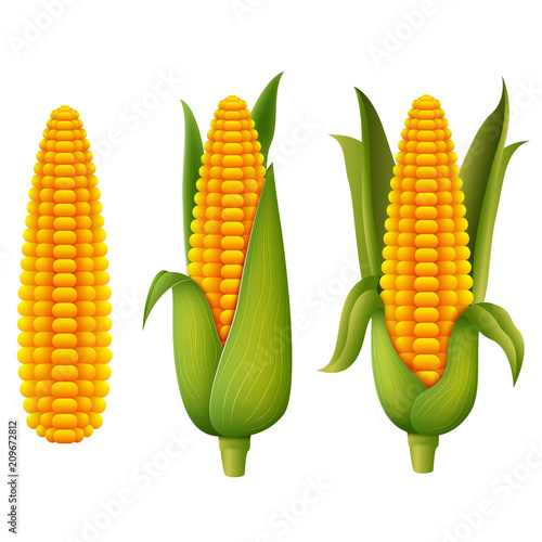 Fresh corn 