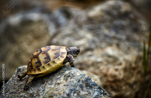 The tortoise creeps in the wild on the rocks in the summer.