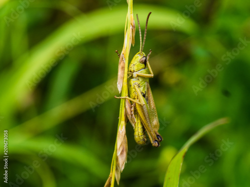 Headaching Locust