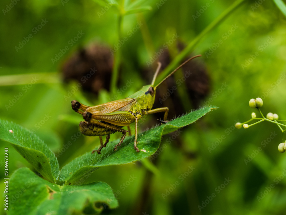Locust Sitting On Gras Locust Sitting On Gras