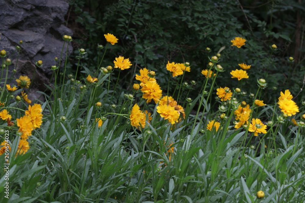 yellow flowers in the garden, Daisy meadow
