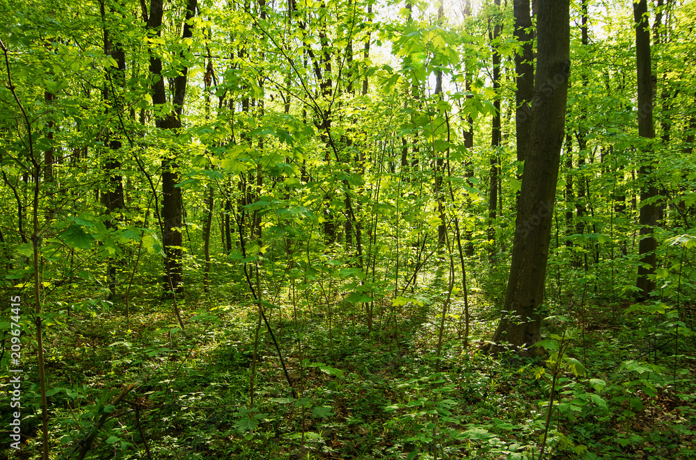 Sunlight in the green forest, spring time