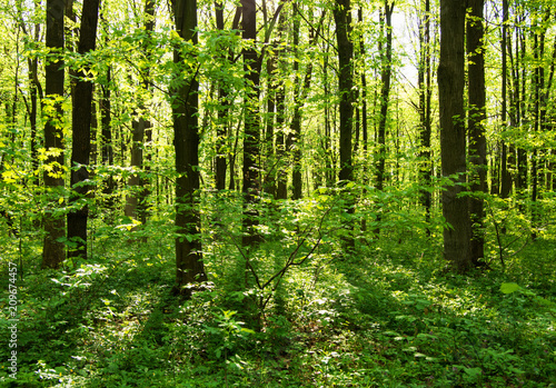 Fototapeta Naklejka Na Ścianę i Meble -  Sunlight in the green forest, spring time