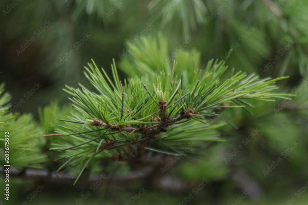 Close Up Pine Tree Close Up Pine Tree