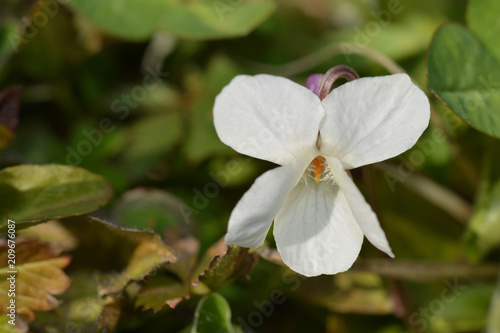 Wood violet