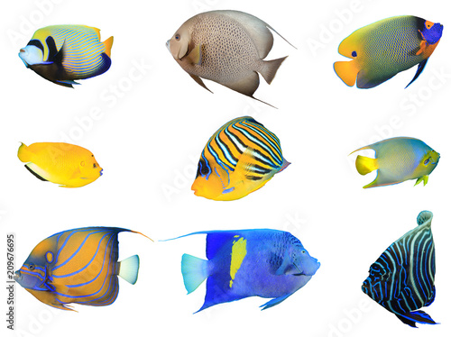 Angelfish fish species collection isolated on white background 