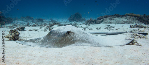 Bull ray sitting in the sand at the bottom of the coral reef of Lady Elliot Island. 