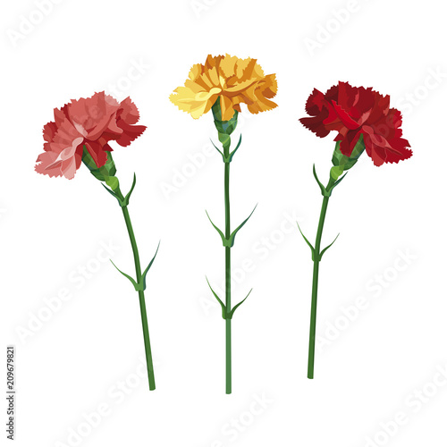 Set carnation flowers. Yellow, pink and red carnation. Isolated on white. vector illustration. Collection for Mother's Day, victory day