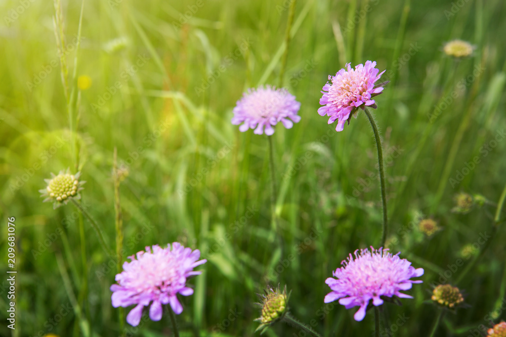 Pink cornflowers isolated on green.