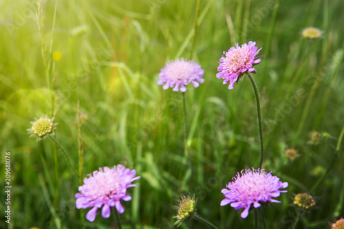 Pink cornflowers isolated on green. © Swetlana Wall