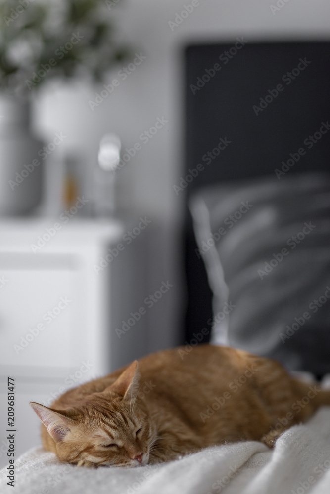 red cat sleeps on a black bed, on a light plaid in a white interior