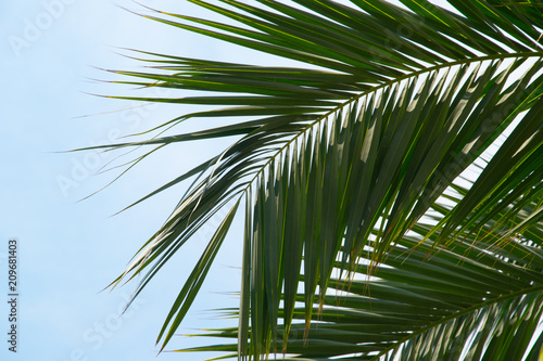 bending of a palm leaf