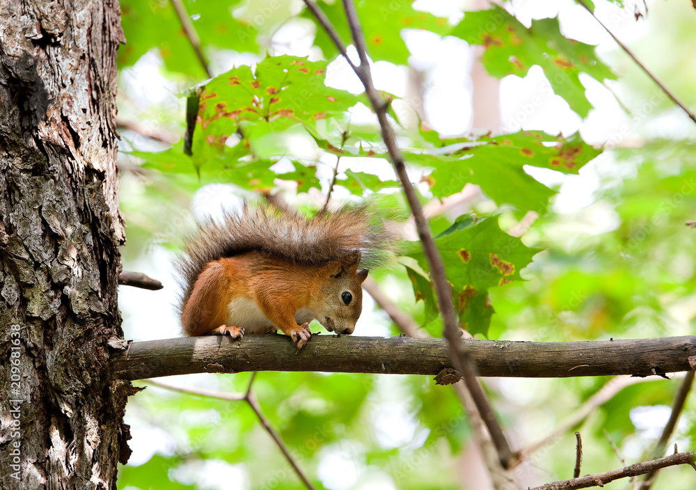 Red squirrel  on a tree branch