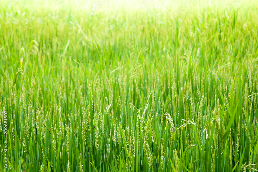 Rice field with sunshine background Rice field with sunshine background