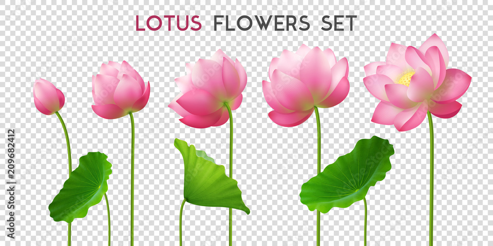 Lotus Flowers Realistic Set 