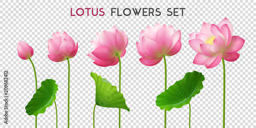 Lotus Flowers Realistic Set 