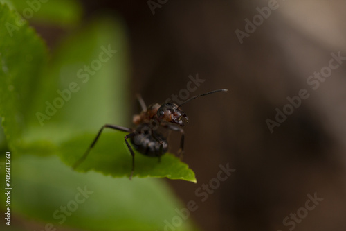 An ant in a defensive position on a leaf