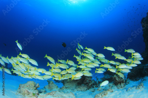 School of Snapper fish underwater 