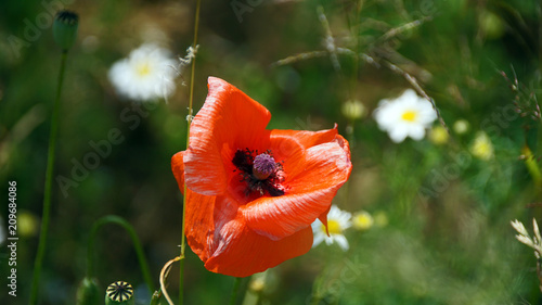 Fototapeta Naklejka Na Ścianę i Meble -  Klatschmohn