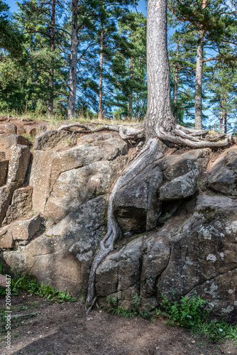 A very thin, fertile layer of soil causes trees to pierce the stone