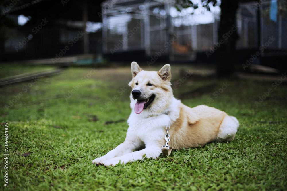Thai dog Bangkaew long hair in dog school 