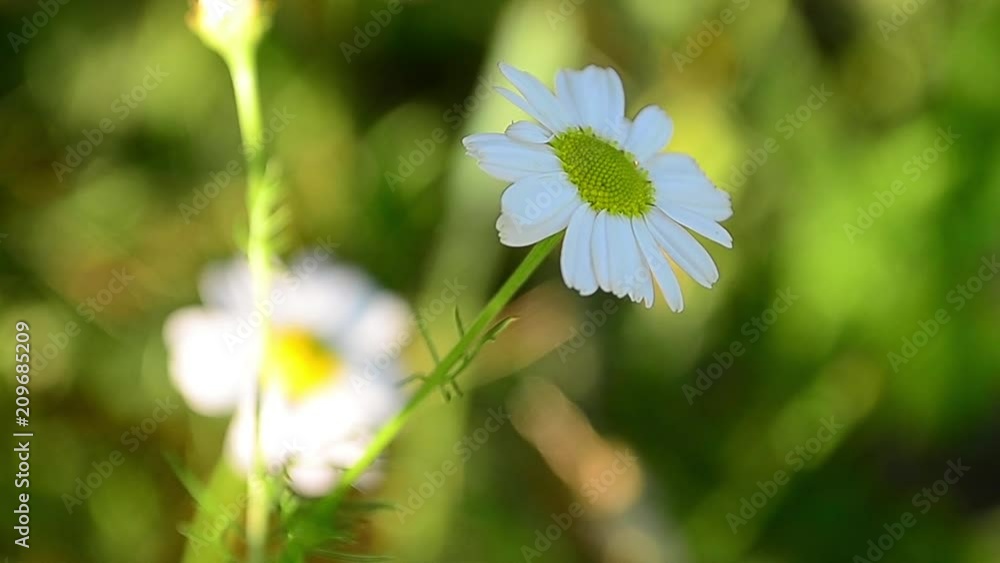Matricaria chamomilla, Matricaria recutita, camomile, flower Matricaria chamomilla, Matricaria recutita, camomile, flower