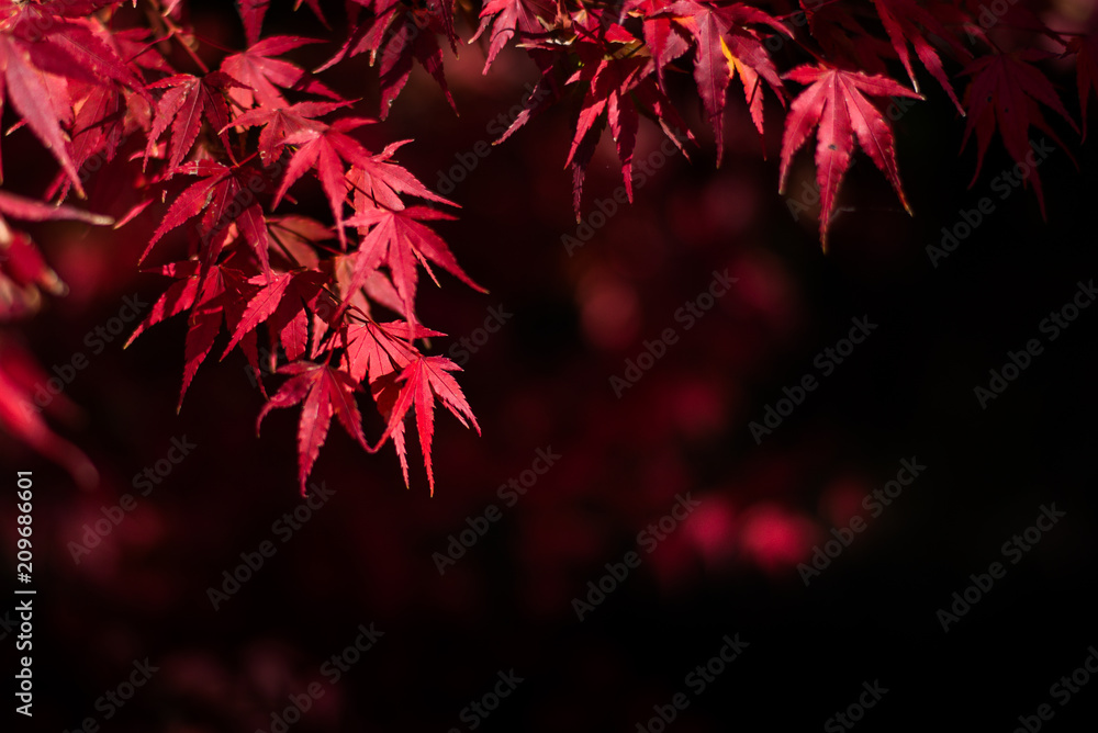 red leaves in autumn background red leaves in autumn background