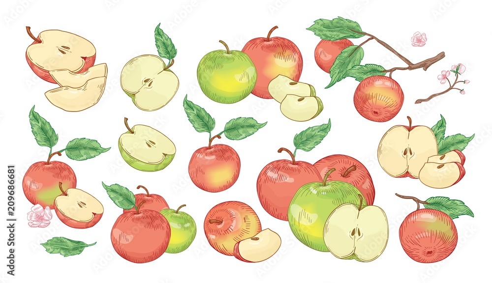 Collection of botanical drawings of whole and cut apples, slices, tree branches and flowers isolated on white background. Set of fresh juicy fruit. Realistic vector illustration in vintage style. Collection of botanical drawings of whole and cut apples, slices, tree branches and flowers isolated on white background. Set of fresh juicy fruit. Realistic vector illustration in vintage style.