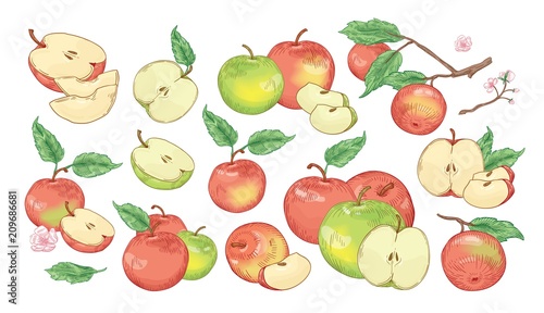 Collection of botanical drawings of whole and cut apples, slices, tree branches and flowers isolated on white background. Set of fresh juicy fruit. Realistic vector illustration in vintage style.