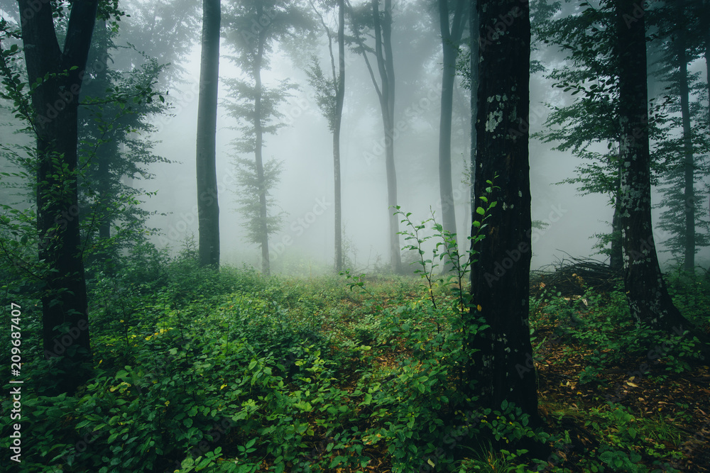 Obraz premium natural woods with green plants in rainy weather