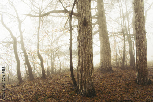 trees at the edge of forest...
