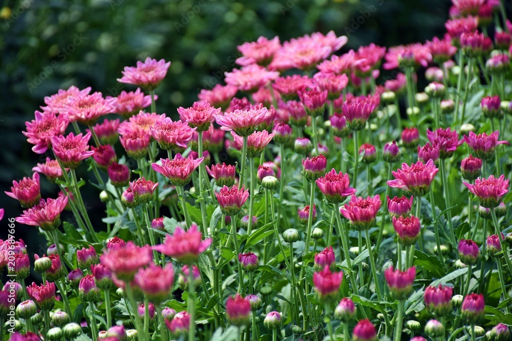 Pink chrysanthemum on the tree in the garden Pink chrysanthemum on the tree in the garden