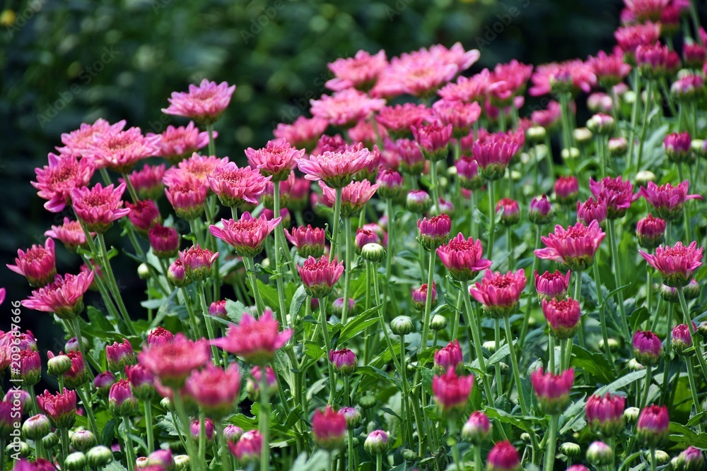 Pink chrysanthemum on the tree in the garden