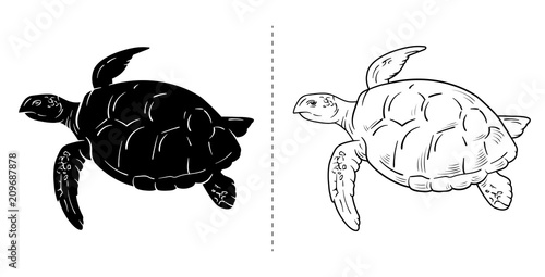 Sea turtle. Hand drawn vector illustration. turtle isolated on white background