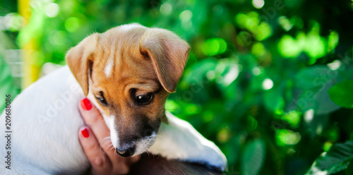 Puppy Jack Russell Terrier