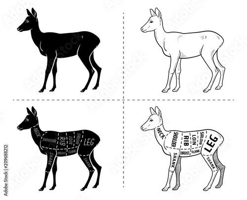 Cut of roedeer set. Poster Butcher diagram - roe. Vintage typographic hand-drawn. Vector illustration