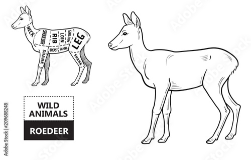 Cut of roedeer set. Poster Butcher diagram - roe. Vintage typographic hand-drawn. Vector illustration