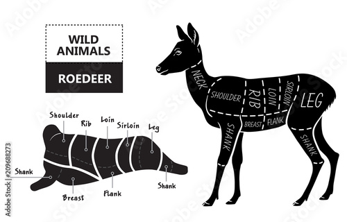 Cut of roedeer set. Poster Butcher diagram - roe. Vintage typographic hand-drawn. Vector illustration