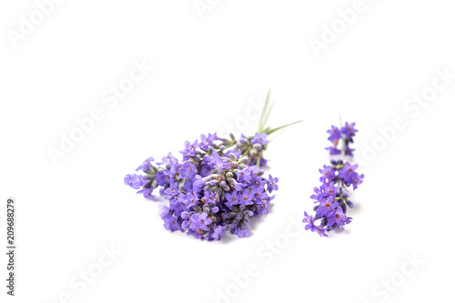 Fresh bunch of lavender flowers on a white background.