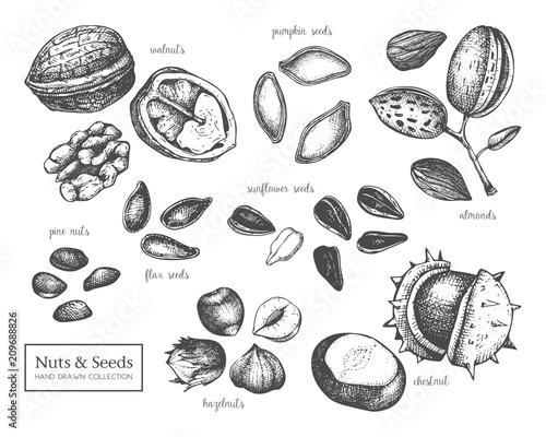 Vector collection of hand drawn seeds and nuts sketches. Walnut, hazelnut, almond, chestnut, pine nut, sunflower, pumpkin, flax seeds drawings. Healthy food elements collection  photo